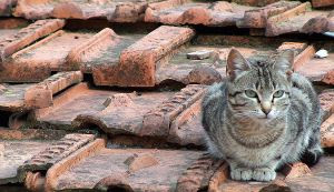 Resultado de imagem para Gatos nos telhados