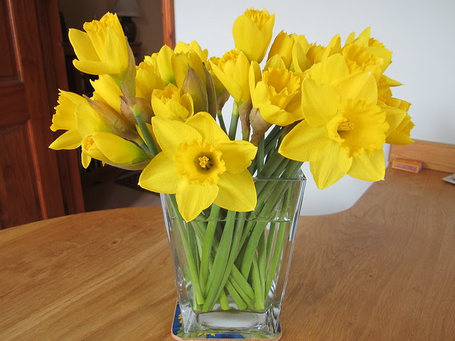 spring daffodils