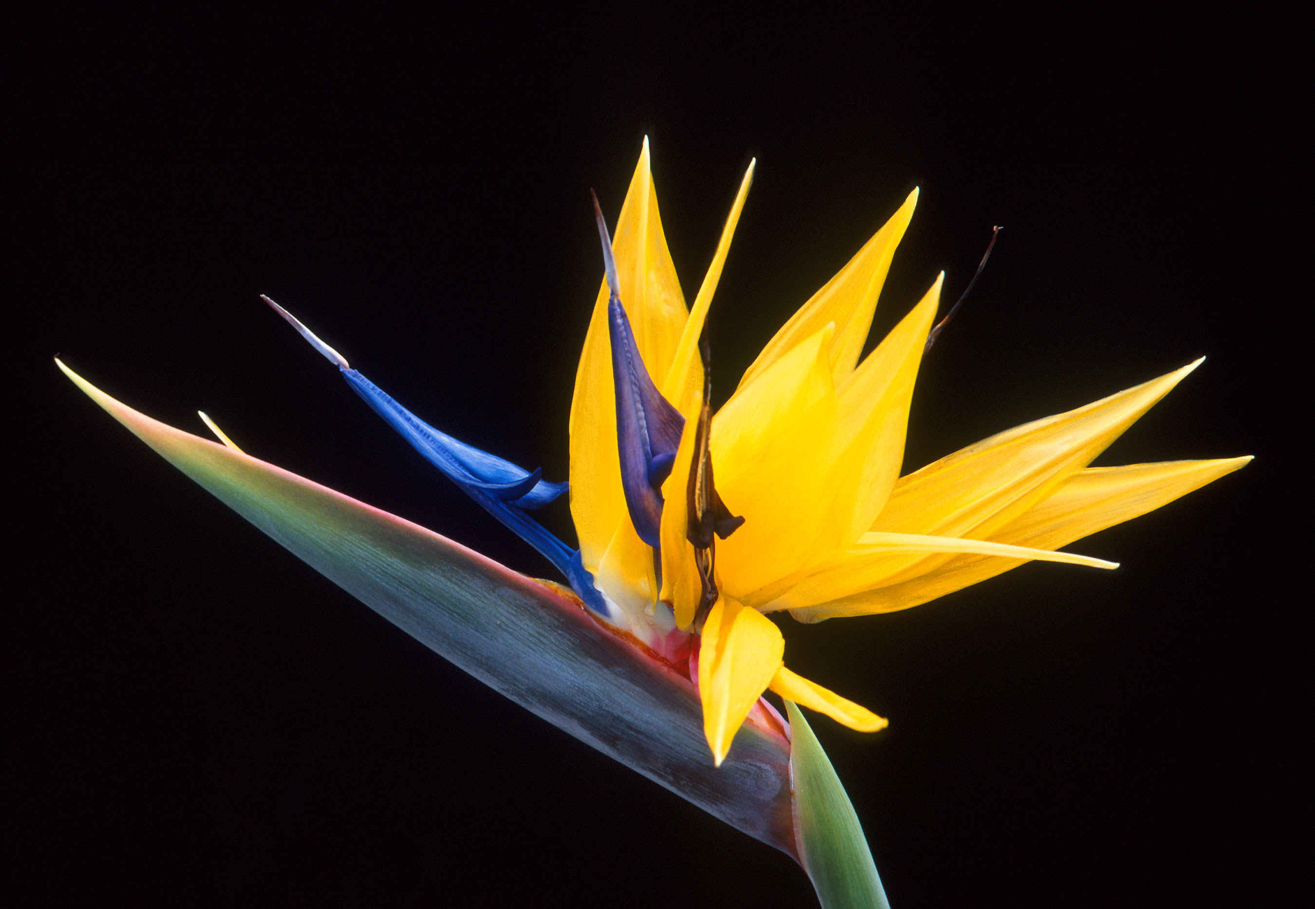 Sementes Ave Do Paraiso Strelitzia Reginae Estrelicia Flor 