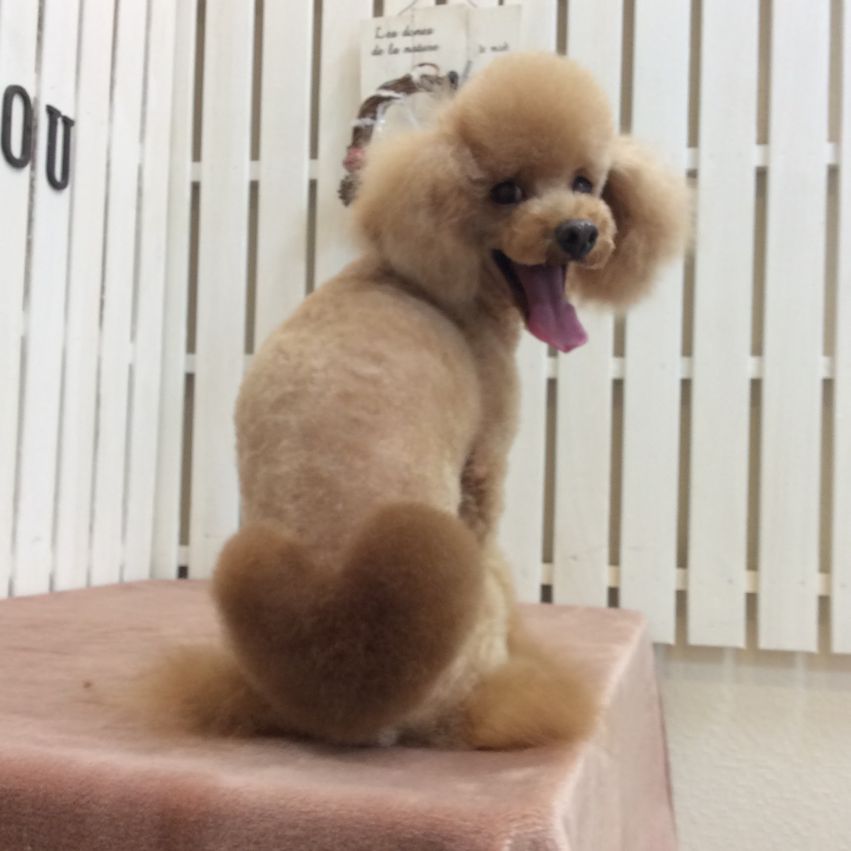 トイプードル メルちゃん トリミング カラーリング 相模原市緑区東橋本 トリミングサロン Loulou