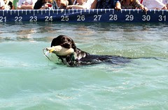 DockDogs_9610e