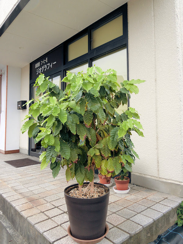コーヒーの木のつぼみ その後 コーヒーで一息