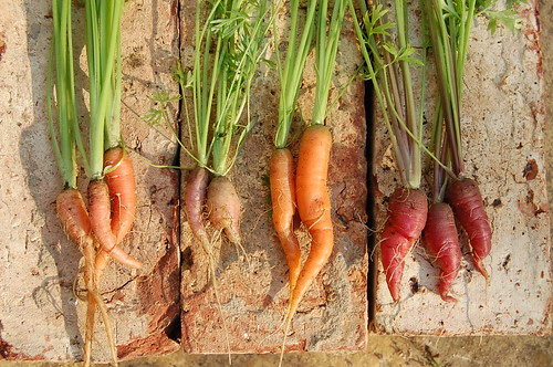 Carrot harvest