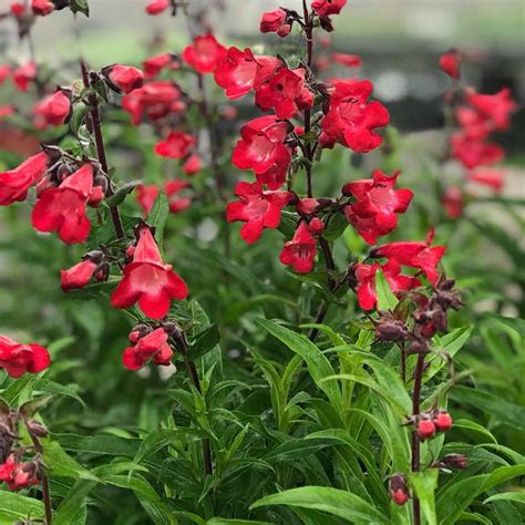 Ground cover flowers represent an attractive alternative to lawns and extensive hard landscaping. Cherry Sparks Penstemon Plants for Sale (Beardtongue