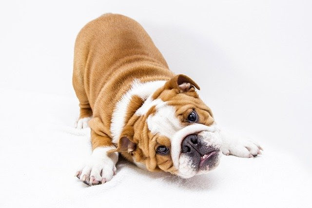 犬の反抗期はいつからいつまで どんな行動をする 正しい対処法は