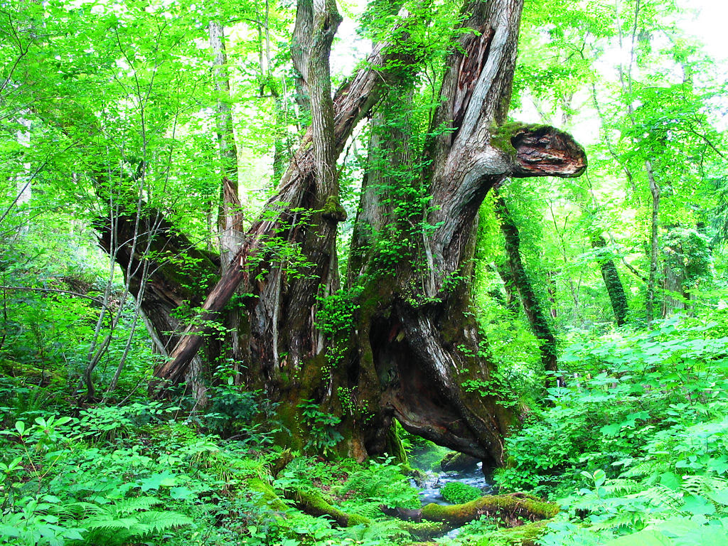 新緑の壁紙 深緑と緑の森 壁紙写真 四季の彩り壁紙写真集