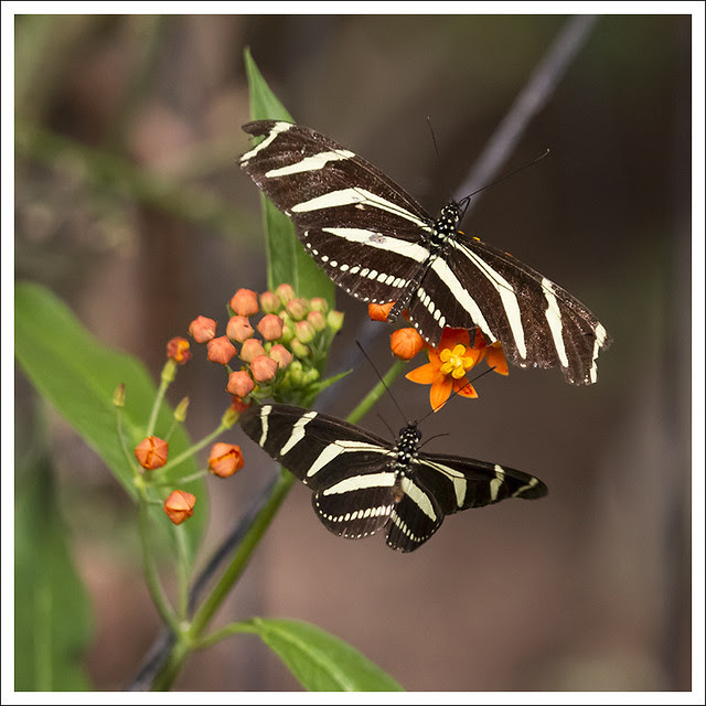 Monteverde 2013-02-16 2