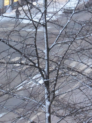 Trees in the city by Anna Amnell