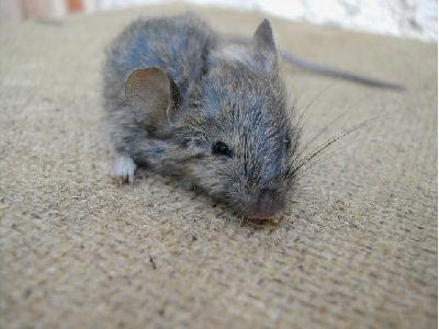 Souris Grise Mus Musculus Les Mammiferes Par Vertdeterre Com