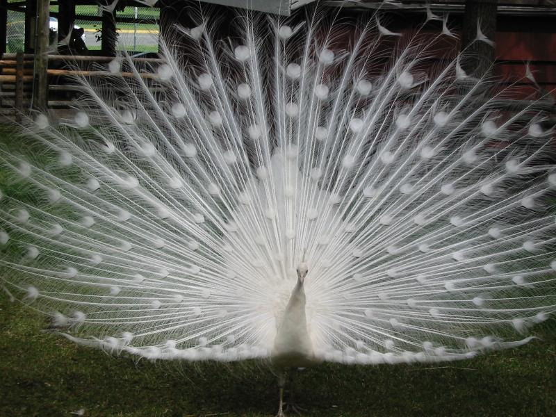 Peacock Feathers Lovely Peacock Feathers Lovely