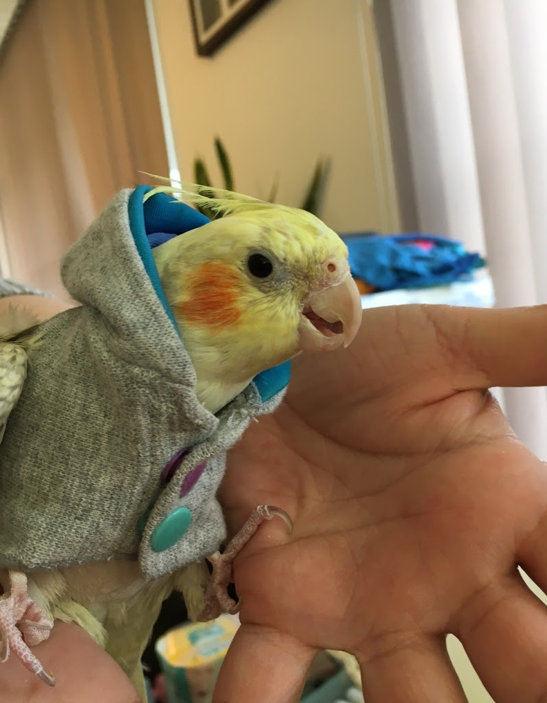 オカメインコ 飼育係の日誌 Birdie Journal