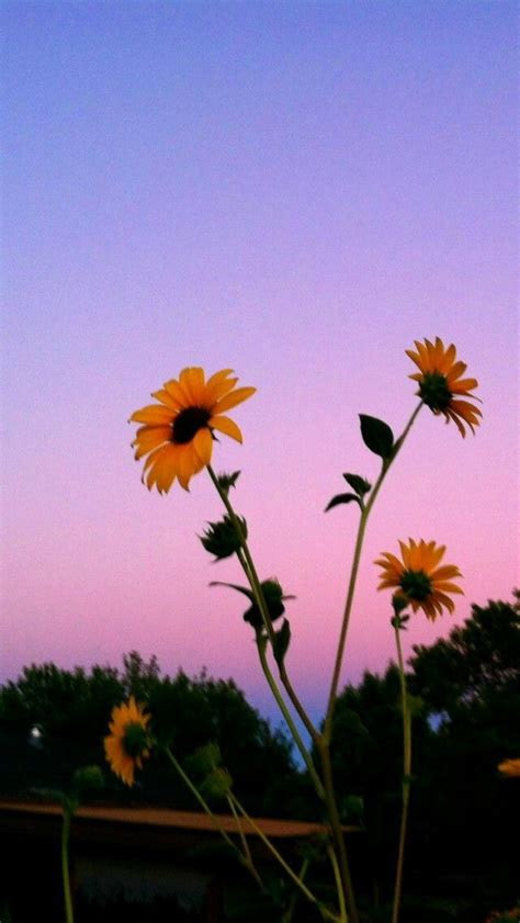 pin  kelsey abernathy  flowery aesthetic backgrounds