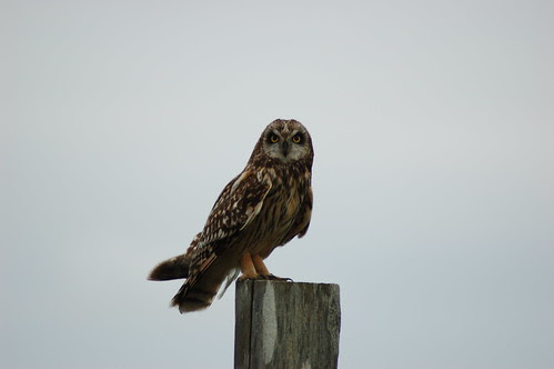 Short Eared Owl