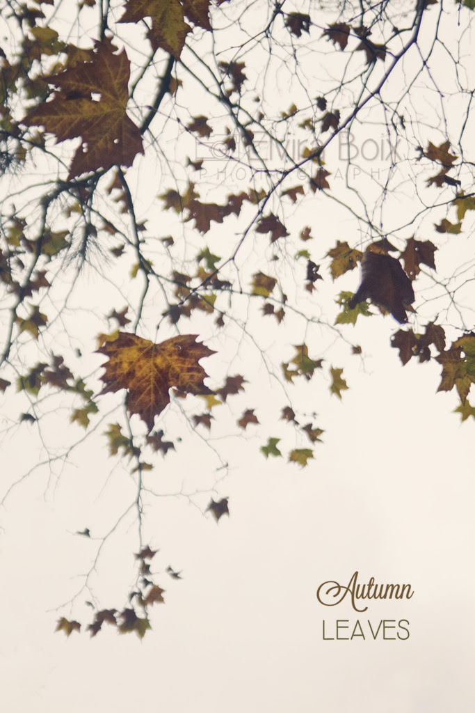 autumn leaves