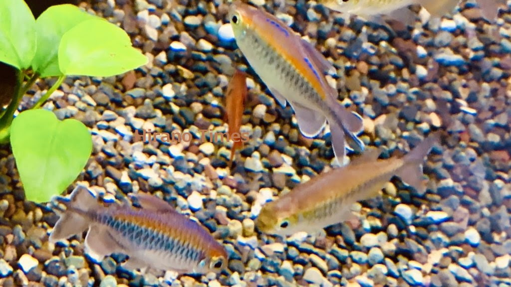 熱帯魚 コンゴーテトラ コンゴテトラ Hirano Times