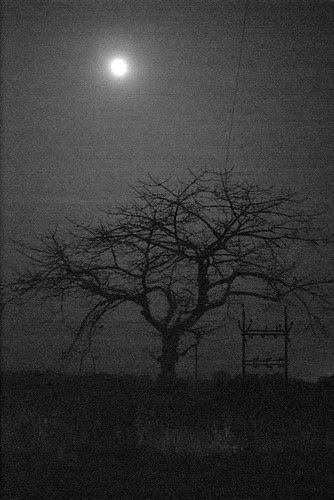 the full moon and the tree and the electric pole