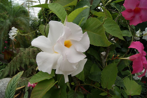 Flors