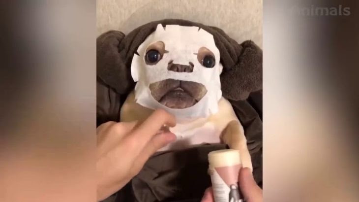 絶対笑う 最高におもしろ犬 猫 動物のハプニング 失敗動画集 かわいい犬 猫 動物 3 Dougabu ネコ課