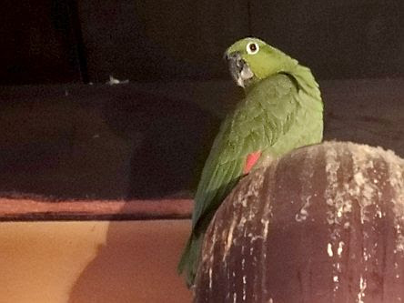 メジロムジボウシインコ 見て歩き北九州発