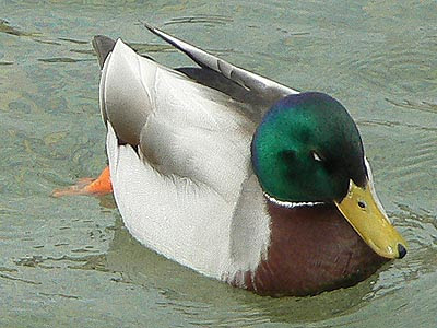 colvert.jpg