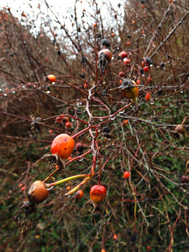 rosehips in the rain