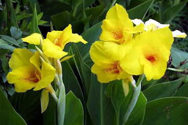８月１９日 カンナ Canna ３６６日への旅 誕生花編 今日は誕生花