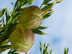 Seedpods