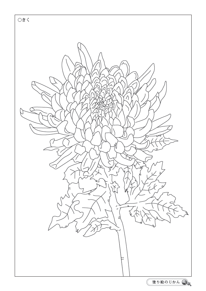 秋の花ぬりえ 塗り絵のじかん