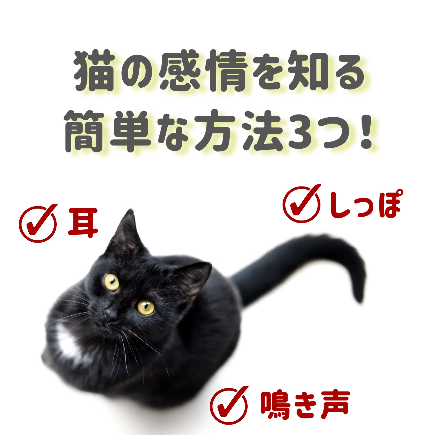 猫の感情を知る簡単な方法3つ 尻尾や耳 鳴き声から気持ちを知ろう