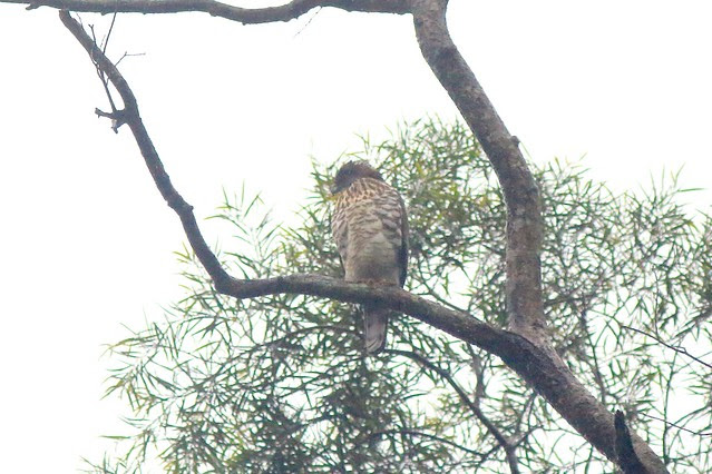 鳳頭蒼鷹
