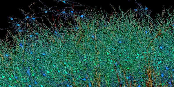 Harvard and Google Created the Most Detailed Map of Brain Using AI