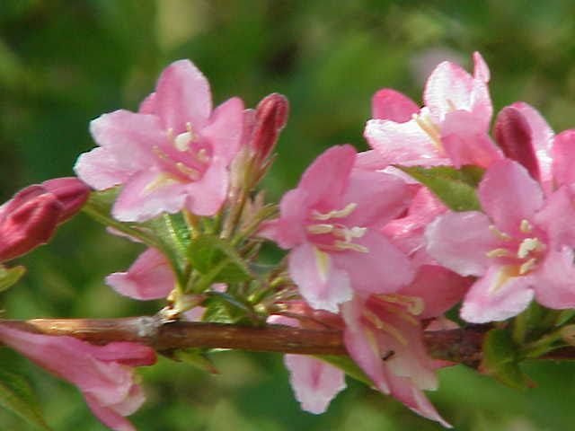 Weigela florida