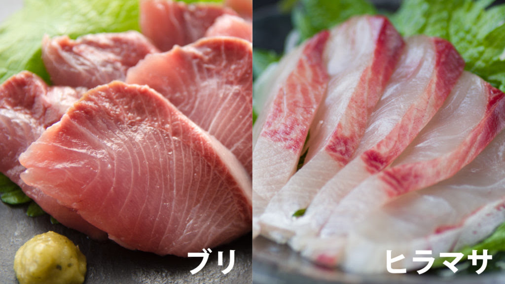 ブリとヒラマサの見分け方 魚のプロが詳しく解説