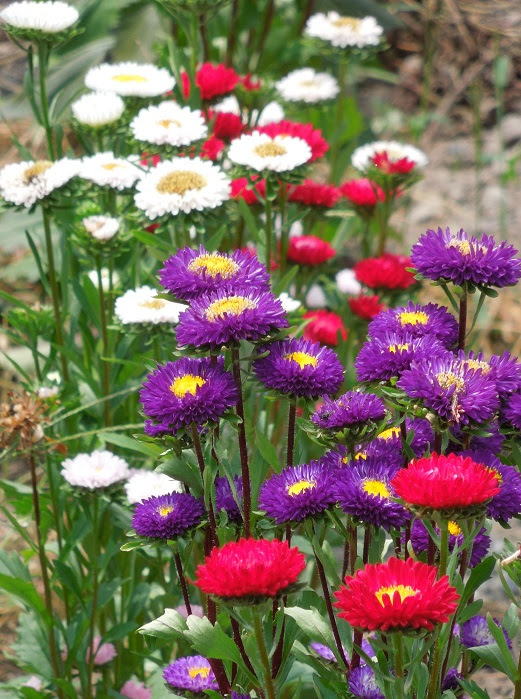 アスター エゾギク 風と樹と花のおしゃべり