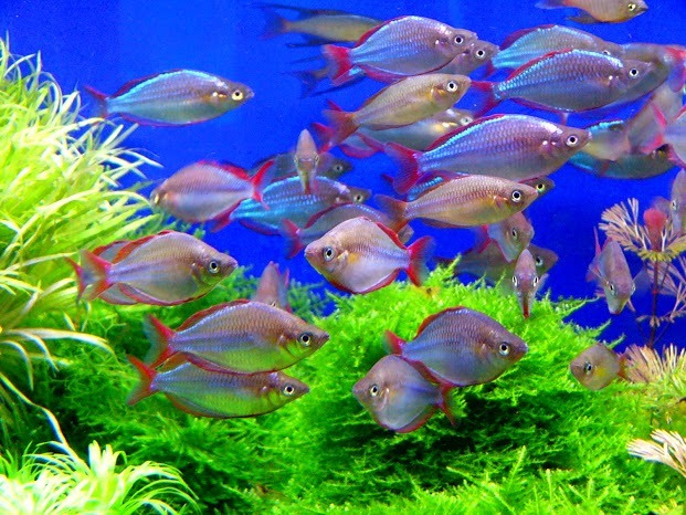 難易度別で 人気の熱帯魚をご紹介 熱帯魚 アクアリウム情報マガジン