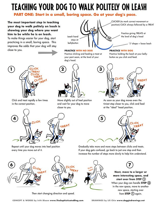 How to Train a Dog to Walk on a Leash - K9aggression.com