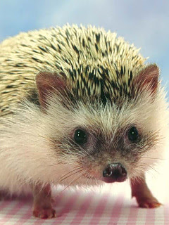 ハリネズミのアップ の待ち受け画像 壁紙 動物 パラダイス