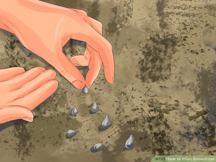 Plant Snowdrops Step 1.jpg