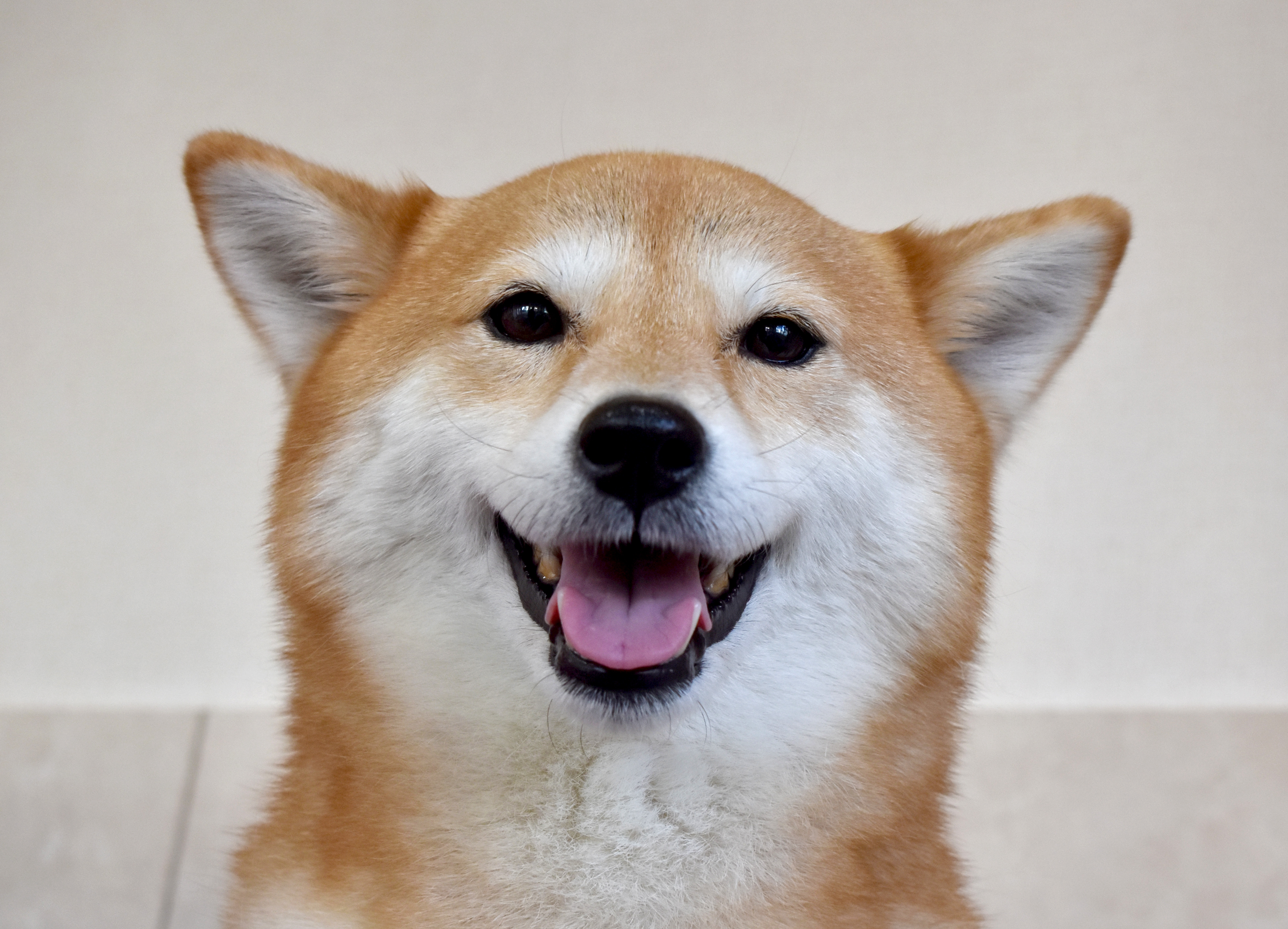 柴犬の性格は猫っぽい 意外な秘密にせまります