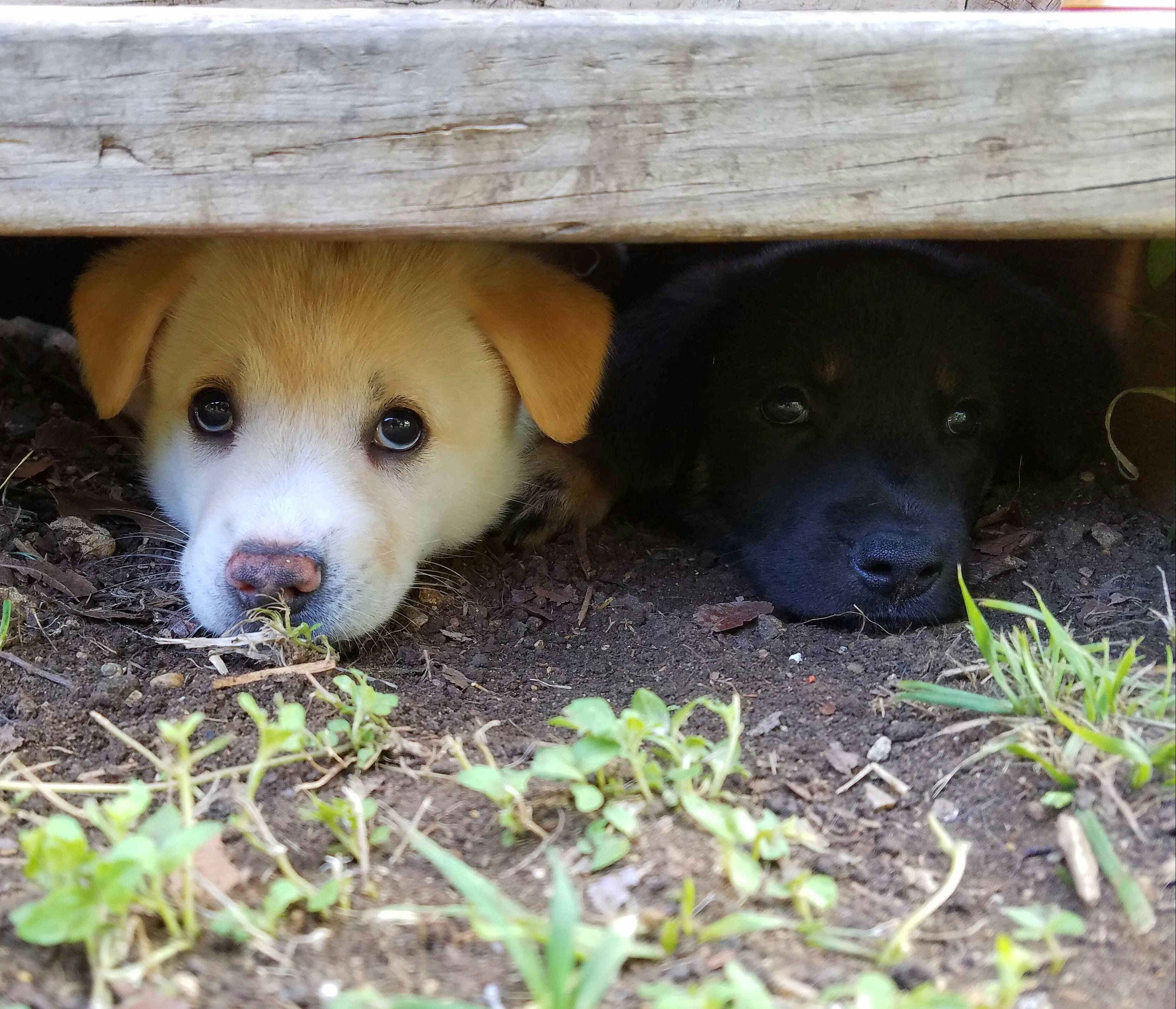 They know they're not supposed to be under the deck... but how can I deny them when they look at me like this