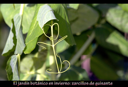 zarcillos de guisante