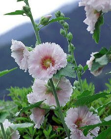 花 タチアオイ 6月23日の花と花言葉 タチアオイ 魅る魅るガーデニング