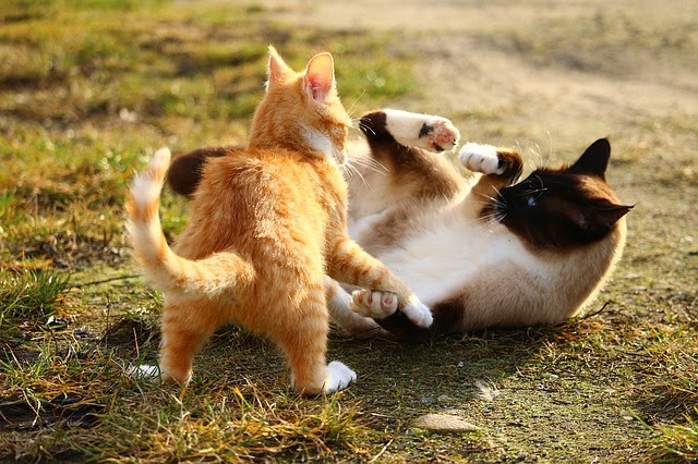 獣医師監修 猫が怪我した時の応急処置方法は 発情期は噛み傷やひっかき傷に要注意 猫の総合情報サイト ペットスマイルニュースforネコちゃん