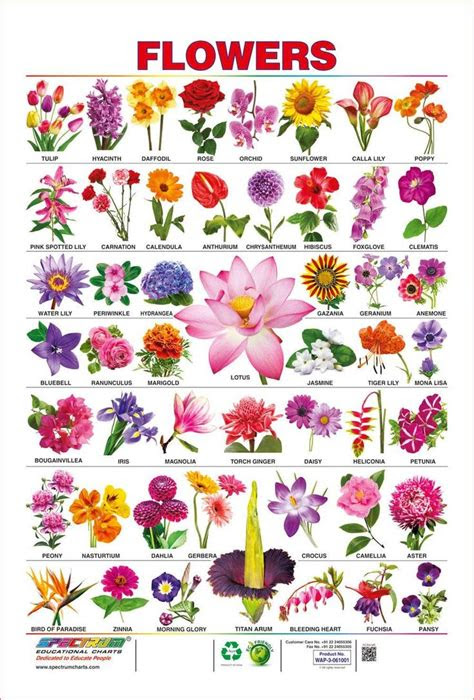 Consider timing, size, and color for a varied bloom. Spectrum Pre-School Kids Learning Laminated Flowers Name