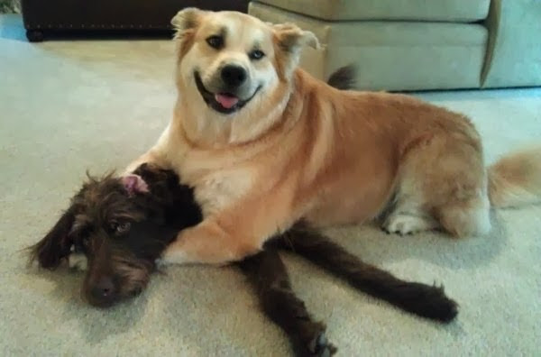 Cute dogs - part 5 (50 pics), two dogs playing