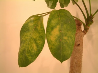 すべての美しい花の画像 トップ100観葉植物 病気 葉
