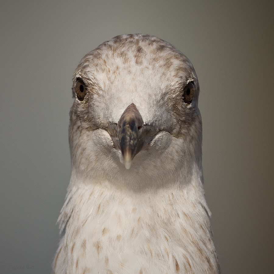 500px favs, rg443