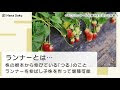 [新しいコレクション] 育て方 いちご ランナー 切る 位置 270105
