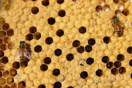 Bee Relocation