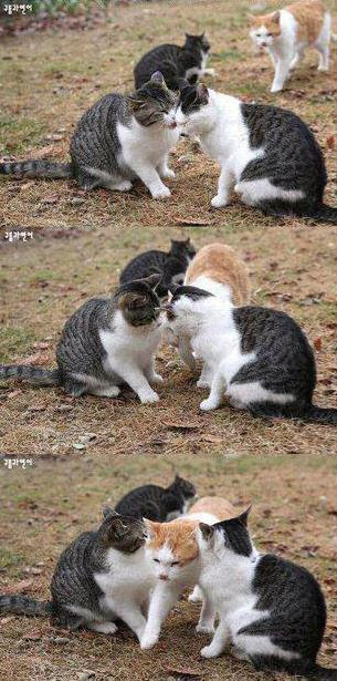 animals being jerk funny